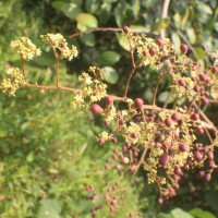 Ziziphus rugosa Lam.